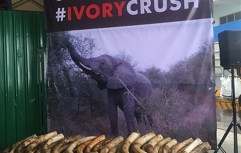 singapore ivory stockpile.CR Madhu Rao/WCS